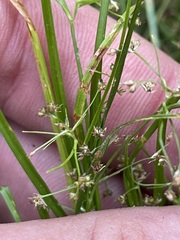 Rhynchospora contracta