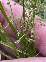 Rhynchospora contracta