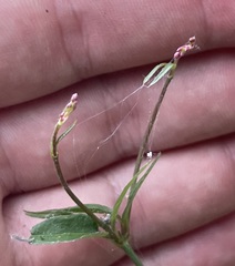 Iresine angustifolia