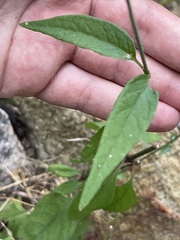 Iresine angustifolia