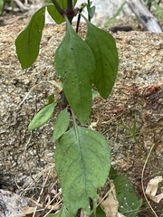 Iresine angustifolia