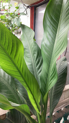 Spathiphyllum wallisii