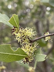 Forestiera macrocarpa