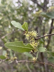 Forestiera macrocarpa