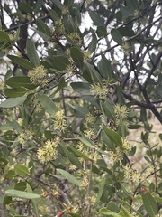 Forestiera macrocarpa