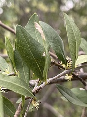 Forestiera macrocarpa