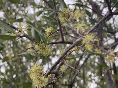 Forestiera macrocarpa
