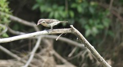 Acanthagenys rufogularis