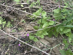Stachys tenerrima