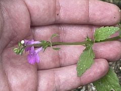 Stachys tenerrima