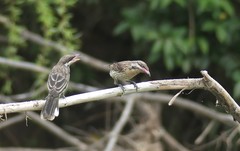 Acanthagenys rufogularis