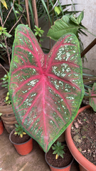 Caladium bicolor