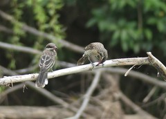 Acanthagenys rufogularis