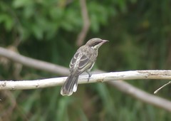 Acanthagenys rufogularis