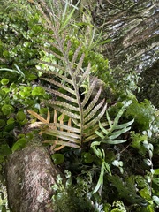 Microsorum novae-zealandiae