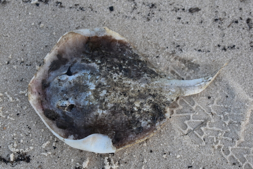 Atlantic Stingray photographed in Mississippi