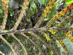 Microsorum novae-zealandiae
