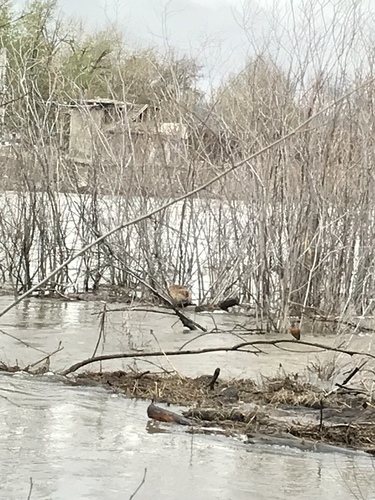 American Beaver photographed in Montana