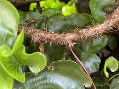 Microsorum novae-zealandiae