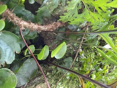 Microsorum novae-zealandiae