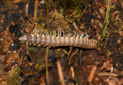 Platyrhacoidea
