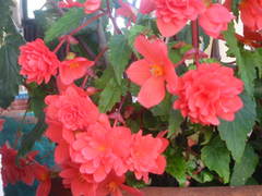 Begonia × tuberhybrida