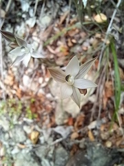 Thelymitra purpureofusca