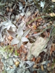Thelymitra purpureofusca