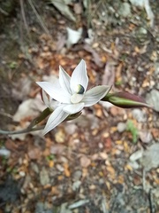 Thelymitra purpureofusca