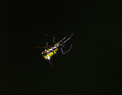 Micrathena raimondi