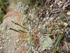 Thelymitra purpureofusca