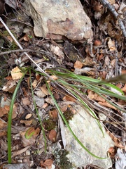 Thelymitra purpureofusca
