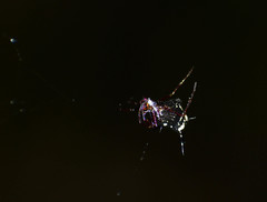 Micrathena raimondi