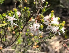 Calytrix alpestris