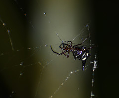 Micrathena raimondi