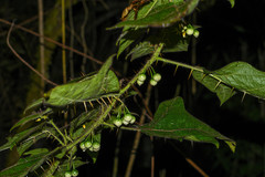 Solanum acerifolium