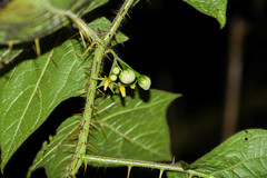 Solanum acerifolium