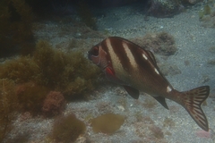 Morwong ephippium