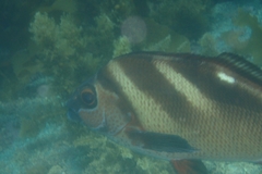 Morwong ephippium