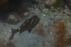 Morwong ephippium