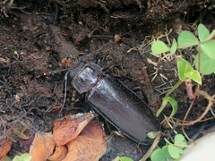 Coleoptera
