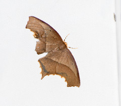 Eutomopepla rogenhoferi