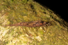 Nesomachilis