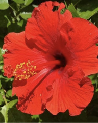 Hibiscus rosa-sinensis