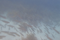 Trachurus