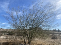Parkinsonia aculeata