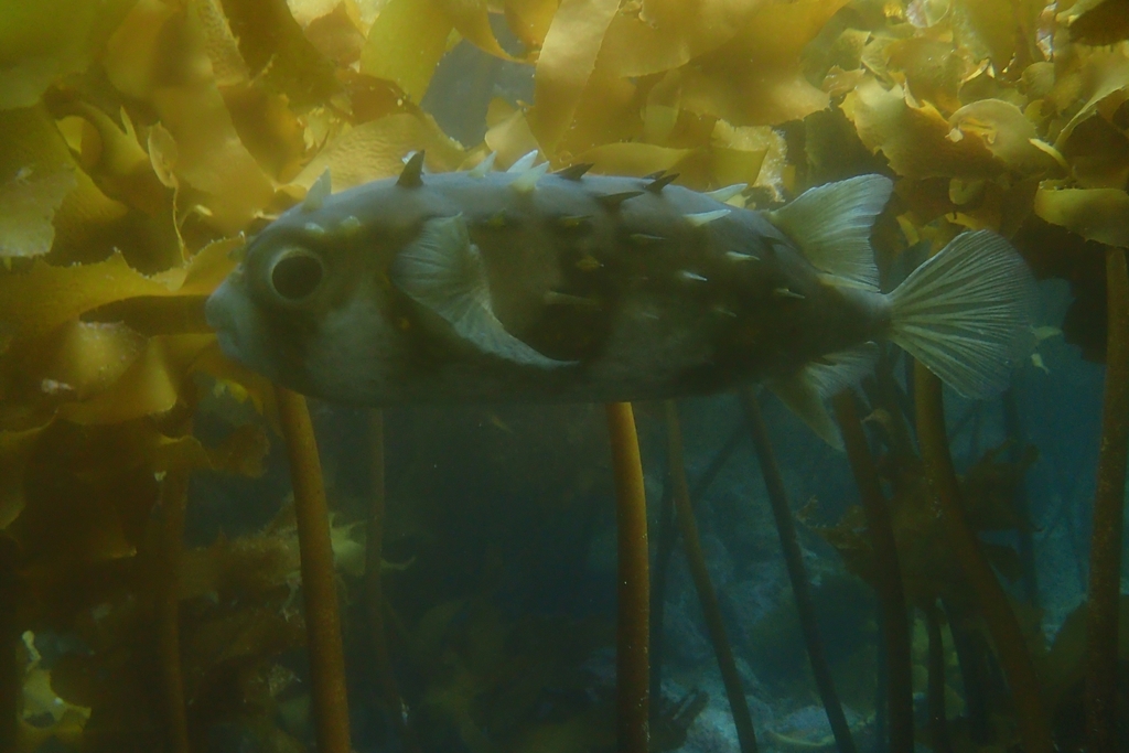 Deepwater Burrfish from Auckland, New Zealand on November 27, 2021 at ...