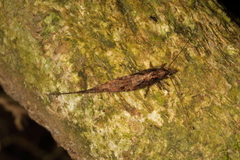 Nesomachilis