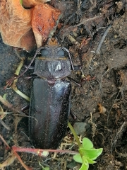 Coleoptera