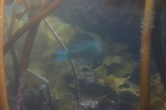Odax pullus